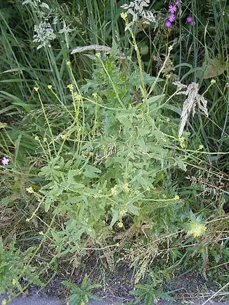 Description de l'image Gewone raket R0011613.jpg.