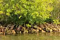 Mangroves.