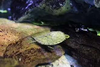 Tortues siamoises.