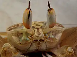 Ocypode brevicornis