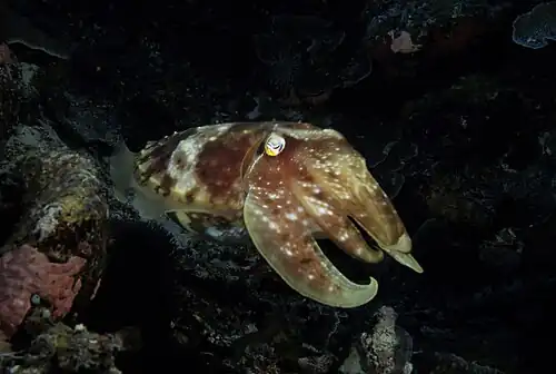 Seiche géante, Palaos.