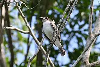 Description de l'image Giant_Kingbird_2495229727.jpg.
