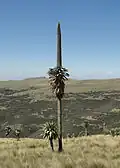 Lobelia rhynchopetalum dans le Parc national du Simien, Éthiopie