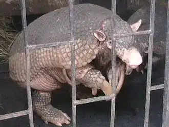 Tatou géant ou Priodontes maximus, protégé au sein du Parc national Copo. Il peut peser 80 kg et mesurer 1,6 m soit 1 m sans la queue.