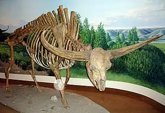 Bison latifrons, 2,5 mètres au garrot pour 2 tonnes.