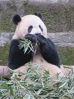 Panda géant femelle appelé Mang Zei mangeant du bambou dans l'enclos des pandas