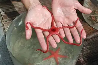 Comparaison entre une ophiure (tenue en mains) et une étoile de mer (de même couleur, dans le bac).