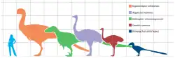 Taille d’Aepyornis maximus (au centre, en violet) comparée à un humain, une autruche (deuxième à partir de la droite en marron, et certains dinosaures théropodes non-aviens). L'espacement de la grille est de 1,0 m.