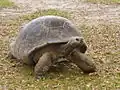 (Geochelone elephantopus, Testudines)