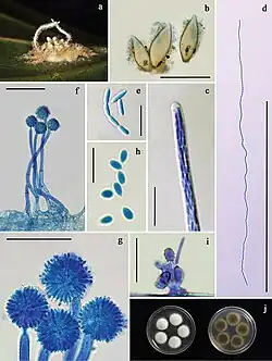 Gibellula pigmentosinum