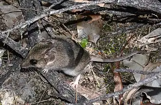 Description de l'image Gilberts Dunnart (26482365072).jpg.