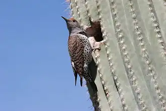 Un pic chrysoïde (Colaptes chrysoides) a installé son nid dans un saguaro, pratique courante chez l'espèce.