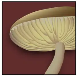 Lameslamellés