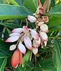 Alpinia zerumbet ou Gingembre coquille.