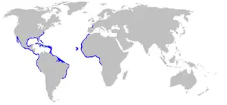 Description de l'image Ginglymostoma_cirratum_distmap.png.
