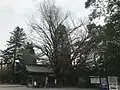銀杏