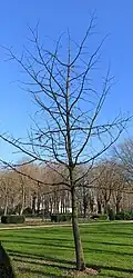 Ginkgo femelle en hiver portant encore quelques ovules.