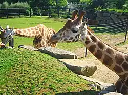 Girafe