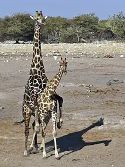 Girafes angolaises s'accouplant (G. c. angolensis).