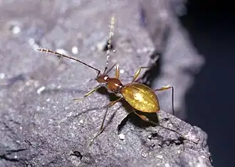 Description de l'image Glacicavicola bathysciodes.jpg.