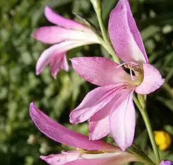 Détail de la fleur