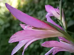 Détail de la fleur
