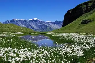 Vue du Piz Segnas, le plus haut sommet au centre.