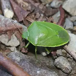 Glaucias subpunctatus (Japon).