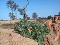 Glaucium flavum var. leiocarpum, à Djerba.