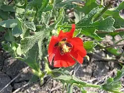 Glaucium corniculatum près de Saratov.