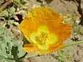 Glaucium fimbrilligerum.