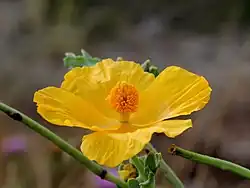 Fleur, 2+2 pétales jaunes, nombreuses étamines et stigmate.
