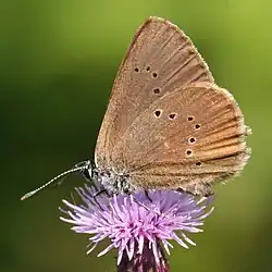 Phengaris nausithous