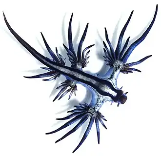 Glaucus atlanticus (Glaucidae)