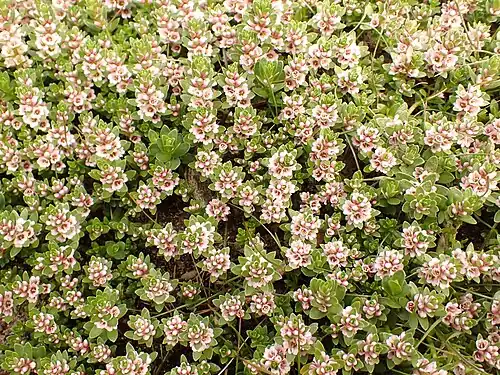 Plante en touffe.