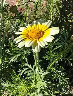 Chrysanthème couronné
