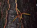 Photo couleur d'épines jaunes orangées (gros plan), émergeant d'un tronc d'arbre noire.