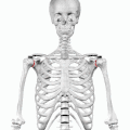 Les cavités glénoïdales de la scapula.