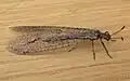 Glenoleon rudda (Myrmeleontidae)