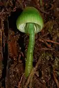 Champignon vert à chapeau ogival et pied fin