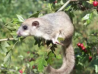 Glis glis.