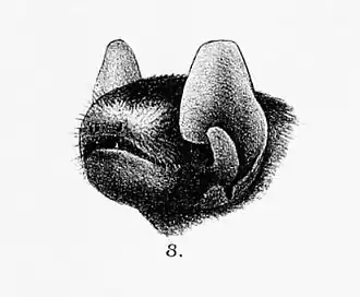 Description de l'image Glischropus tylopus.jpg.