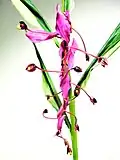 Inflorescence de Globba.