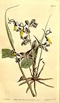 Globba radicalis.