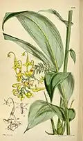 Globba schomburgkii.
