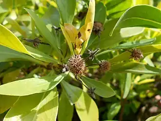 Description de l'image Globularia amygdalifolia 2017-05-23 0995.jpg.