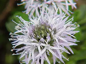 Globulaire à feuilles en cœur