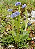 Globularia punctataGlobulaire commune
