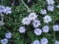 Feuilles et capitules