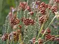 Fruits en forme de petites capsules